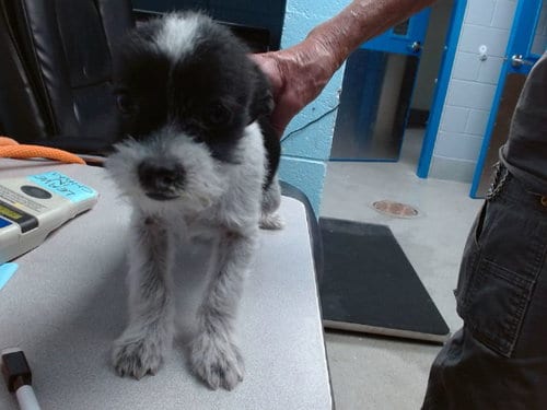 Photo of Mini Oreo, adoptable Chihuahua in Albuquerque, New Mexico