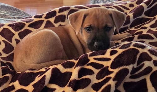 Photo of Polly, adoptable Boxer in Holly Springs, North Carolina