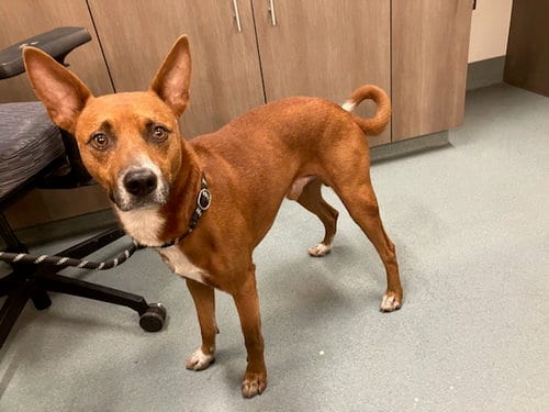 Photo of Rudy, adoptable Australian Kelpie in Baytown, Texas
