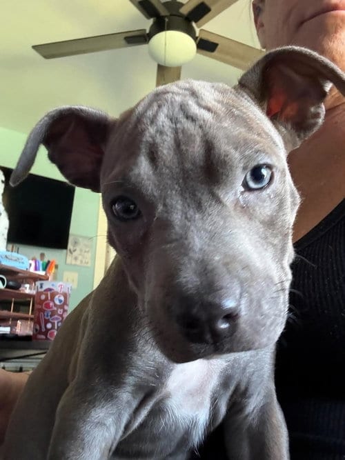 Photo of Storm (Marvel 7), adoptable Pit Bull Terrier in Wenonah, New Jersey