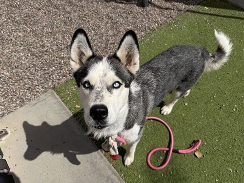 Photo of Peppermint, adoptable Husky in Mesa, Arizona