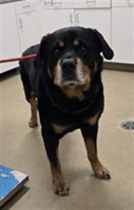 Photo of Fenway, adoptable Rottweiler in Santa Barbara, California