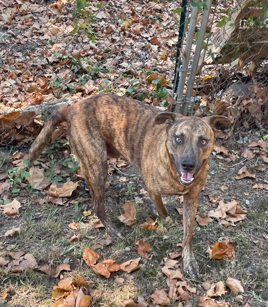 Photo of Tigger, adoptable Plott Hound in Mena, Arkansas