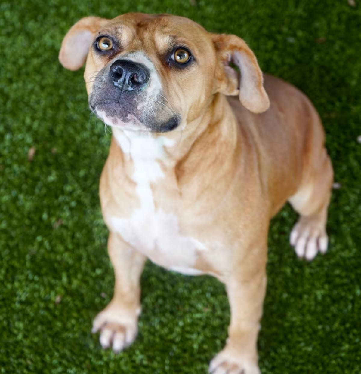 Photo of Josette, adoptable Hound (Unknown Type)/American Pit Bull Terrier in Tuscaloosa, Alabama