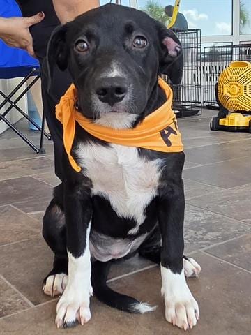 Photo of Poppy, adoptable Australian Cattle Dog/Blue Heeler in Panama City, Florida