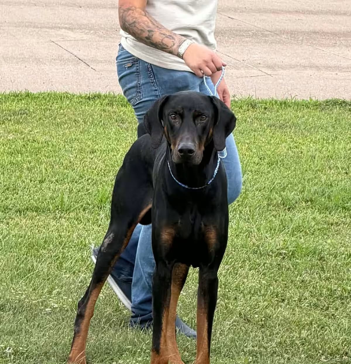 Photo of Ezekiel 'Zeke', adoptable Doberman Pinscher in Willowbrook, Illinois