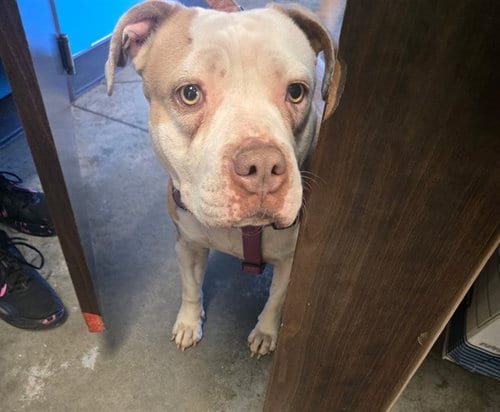 Photo of Goldie, adoptable Pit Bull Terrier in Bakersfield, California