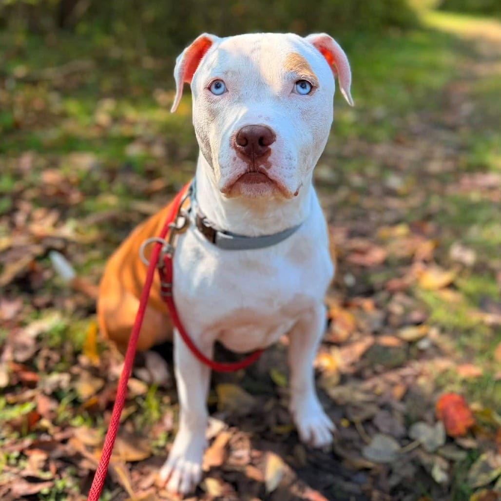 Photo of Bubba Blue, adoptable Mixed Breed (Large) in Grand Rapids, Michigan