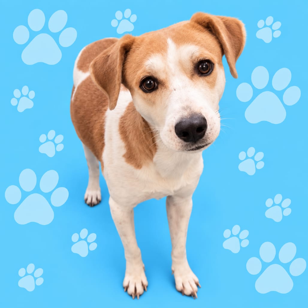 Photo of Sally, adoptable dog