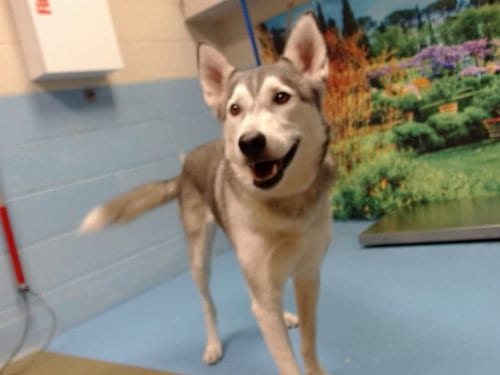 Photo of A554582, adoptable Siberian Husky in Moreno Valley, California