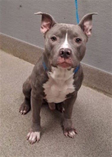 Photo of Ghost, adoptable Pit Bull Terrier in Las Vegas, Nevada
