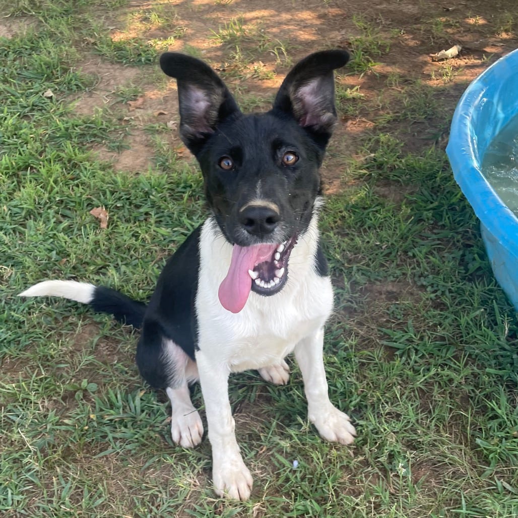Photo of Riza, adoptable Mixed Breed (Medium) in Chattanooga, Tennessee