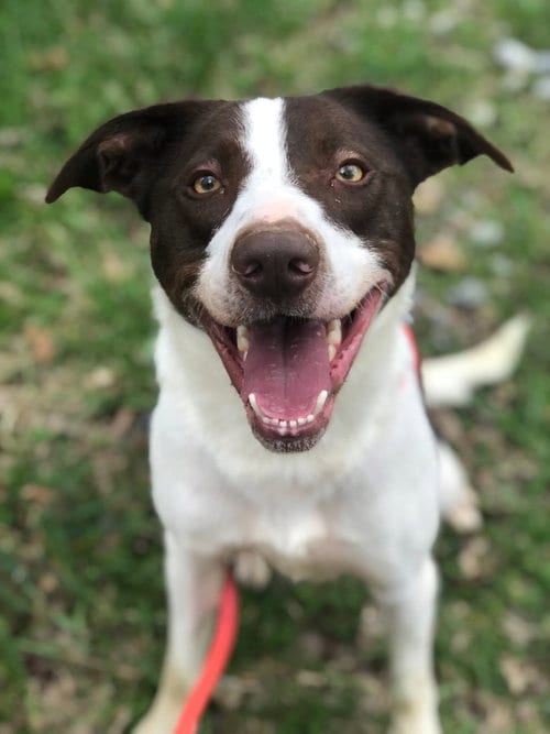 Photo of Zephyr, adoptable Border Collie in Elkins, West Virginia