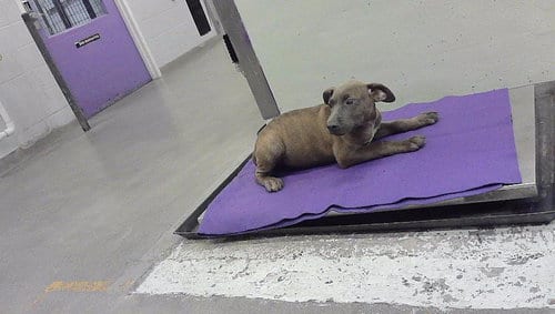 Photo of Virginia, adoptable Staffordshire Bull Terrier in Houston, Texas