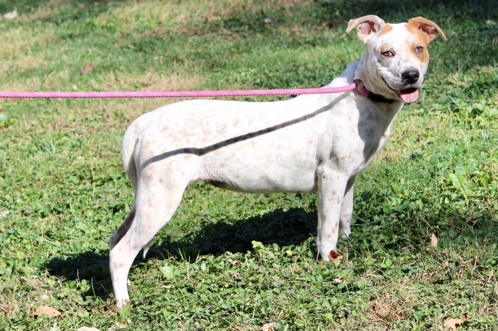 Photo of Baby Girl, adoptable Mixed Breed in Brazil, Indiana