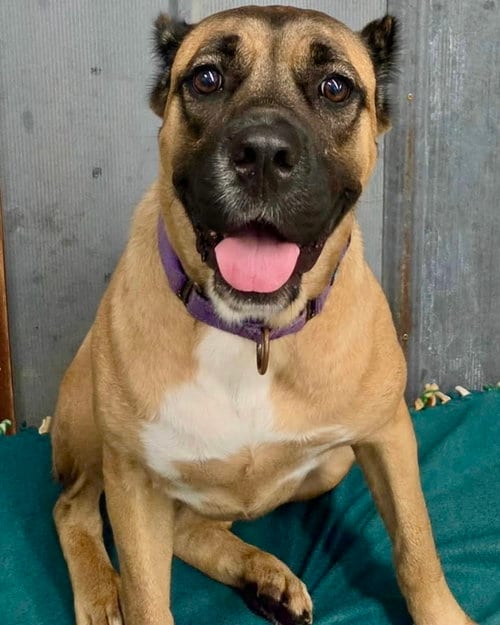 Photo of Wynter, adoptable Cane Corso Mastiff in Detroit Lakes, Minnesota