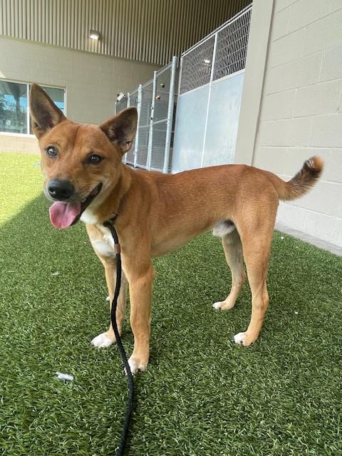 Photo of Pumpkin, adoptable Shiba Inu in Baytown, Texas