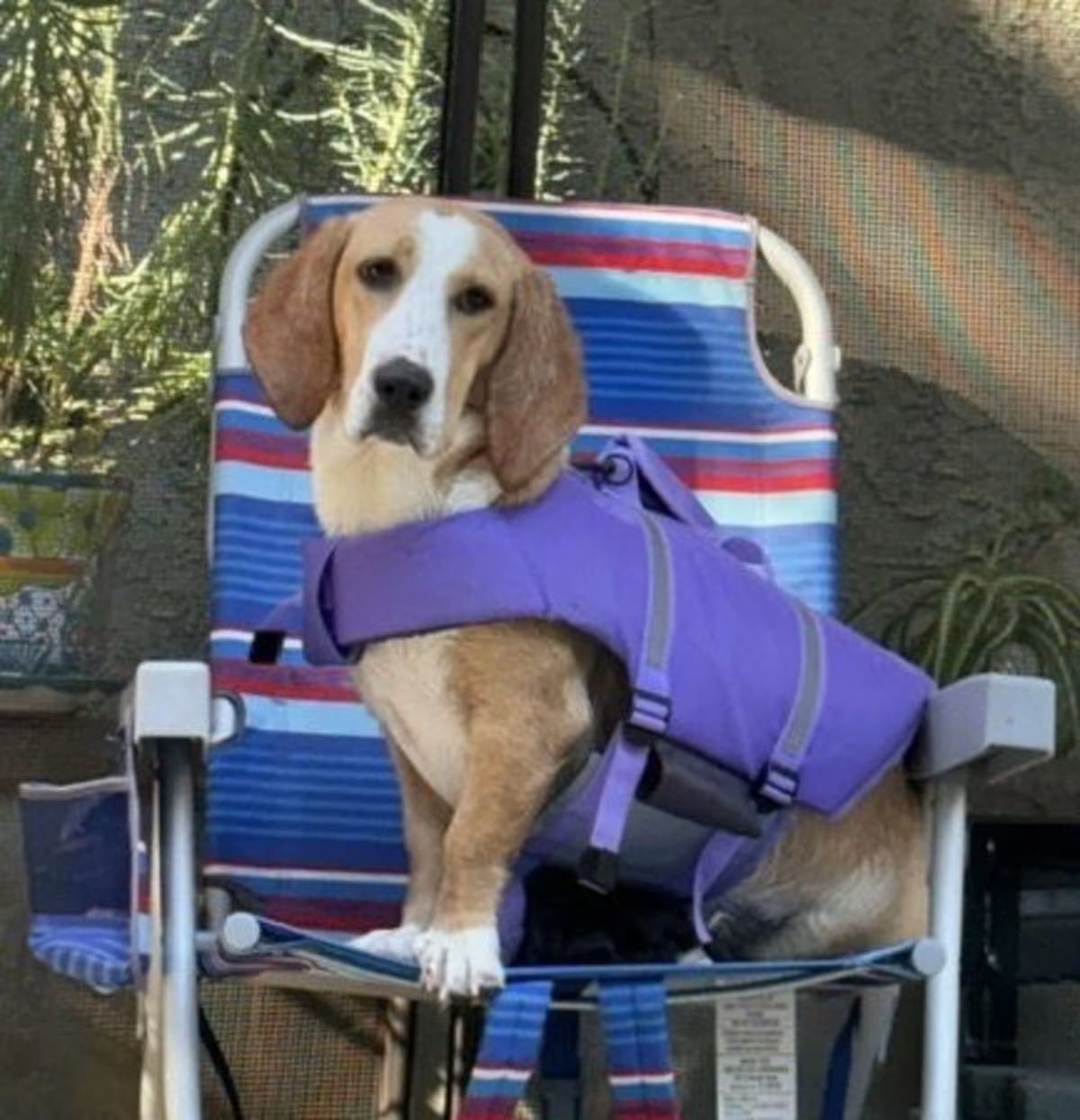 Photo of Honey, adoptable Basset Hound in Petaluma, California