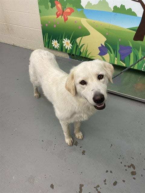 Photo of Torvi, adoptable Great Pyrenees in Waco, Texas