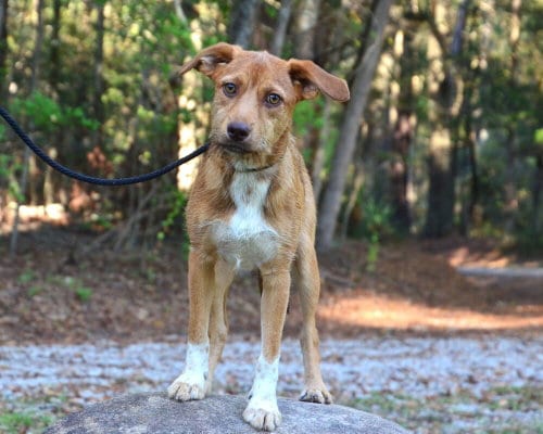 Photo of Leo, adoptable Terrier in Willingboro, New Jersey