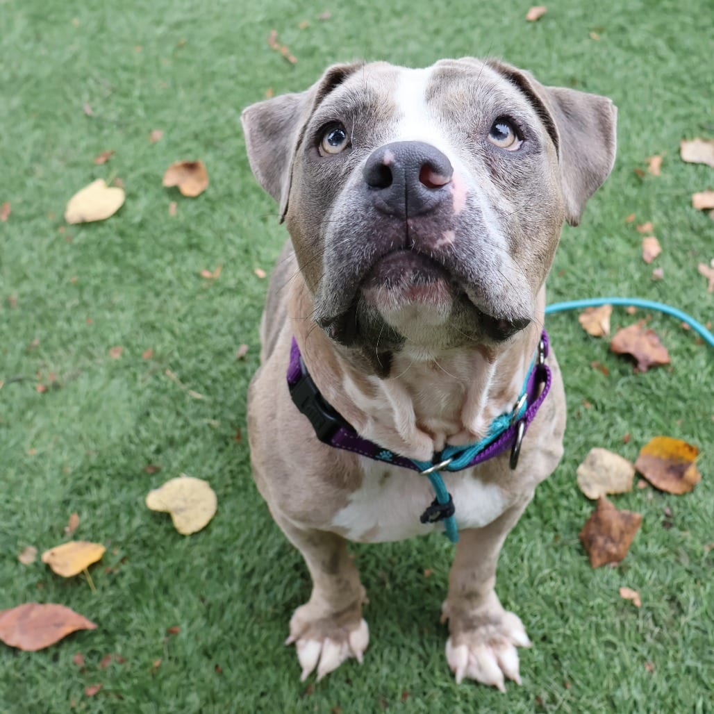 Photo of Rose, adoptable Mixed Breed (Medium) in St. Charles, Missouri