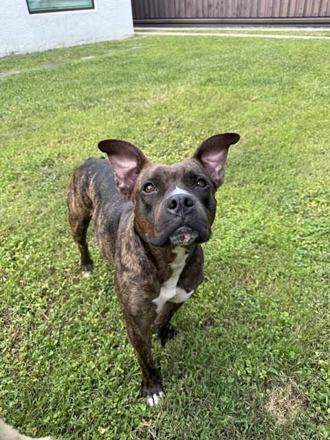 Photo of Cherry, adoptable Bulldog in Miami, Florida