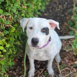 Photo of Ms. Gemma KH, adoptable American Pit Bull Terrier Hound (Unknown Type) in Hartford, Connecticut