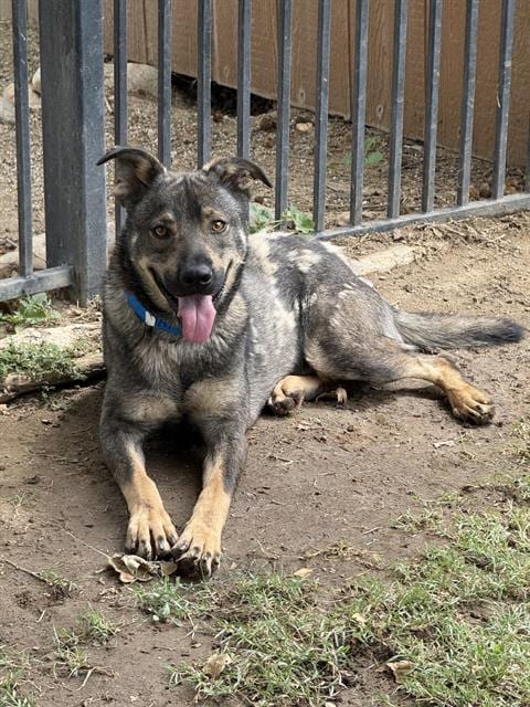 Photo of Borris, adoptable German Shepherd Dog in Riverside, California