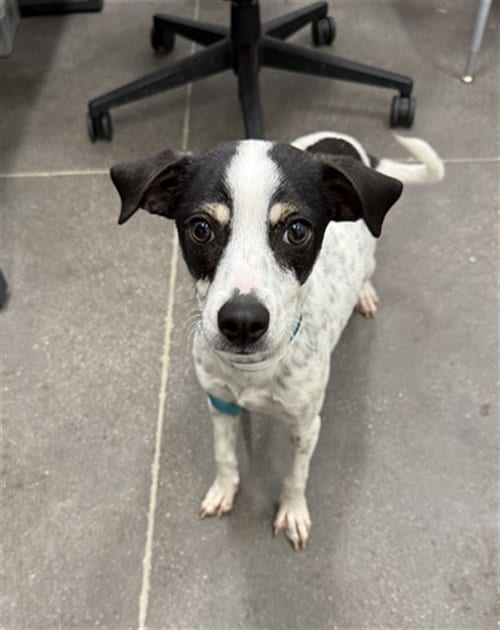 Photo of Chili, adoptable Rat Terrier in Mesa, Arizona