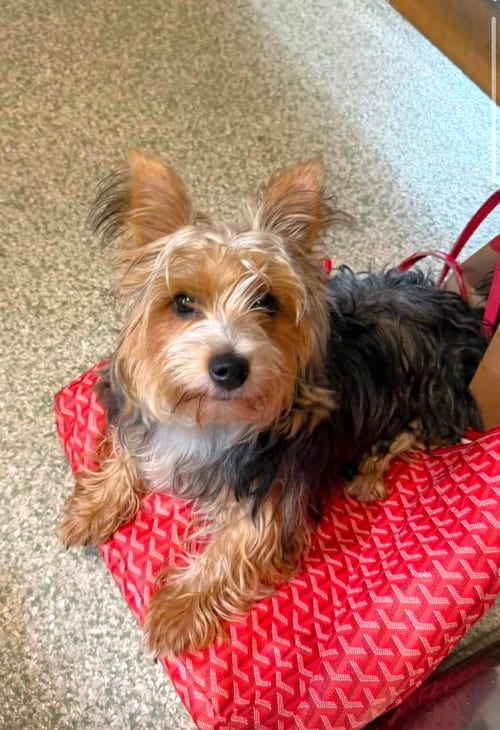 Photo of Pippi, adoptable Yorkshire Terrier Yorkie in St. Louis Park, Minnesota