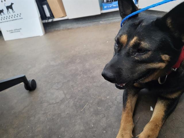 Photo of Chip, adoptable Mixed Breed
