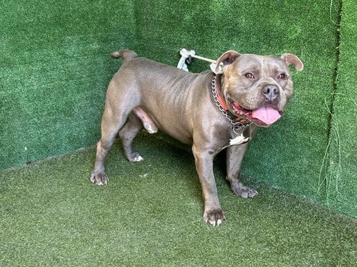 Photo of Beau, adoptable Pit Bull Terrier in Lancaster, California