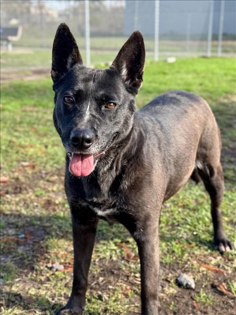 Photo of Mercy, adoptable Australian Cattle Dog/Blue Heeler in Conroe, Texas