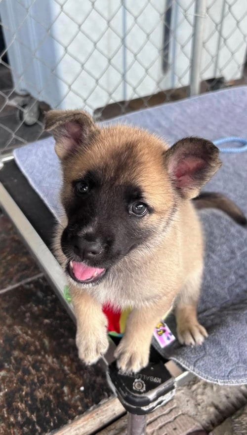 Photo of Maxim, adoptable German Shepherd Dog in Fort Worth, Texas