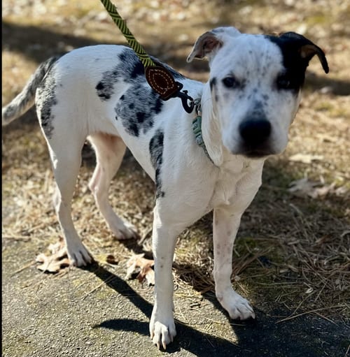 Photo of Heily, adoptable Australian Cattle Dog/Blue Heeler in Raleigh, North Carolina