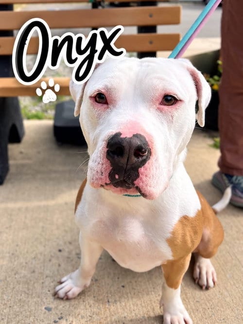 Photo of Onyx, adoptable Bulldog in Jackson, New Jersey