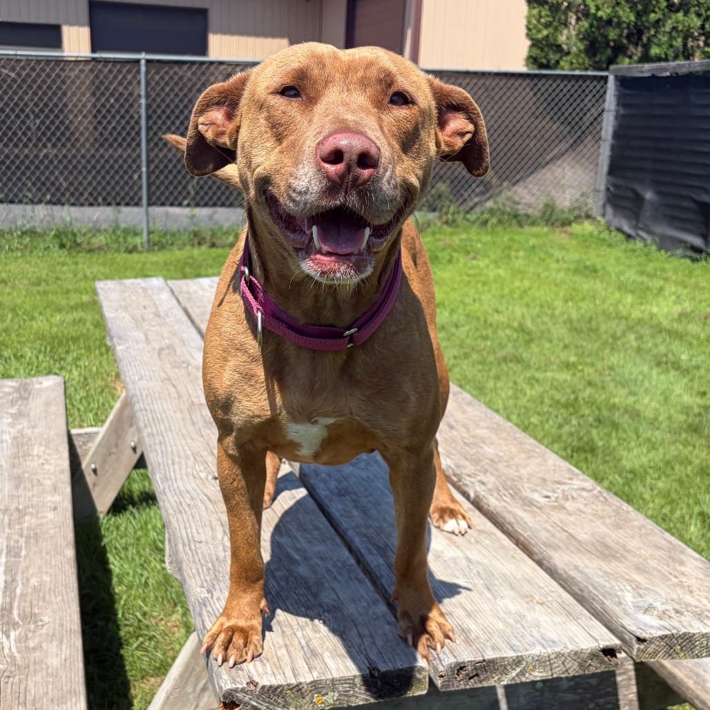 Photo of Pippa, adoptable Retriever, Chesapeake Bay / Mix in Wadena, Minnesota