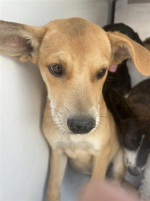 Photo of A661440, adoptable German Shepherd Dog in Houston, Texas