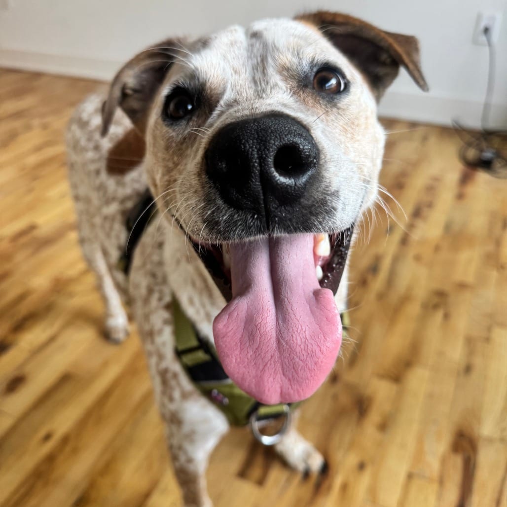 Photo of Stan, adoptable Terrier, American Pit Bull / Cattle Dog, Australian (Red Heeler) in Winston-Salem, North Carolina
