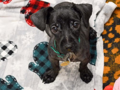 Photo of Mimi, adoptable Terrier in Denver, Colorado
