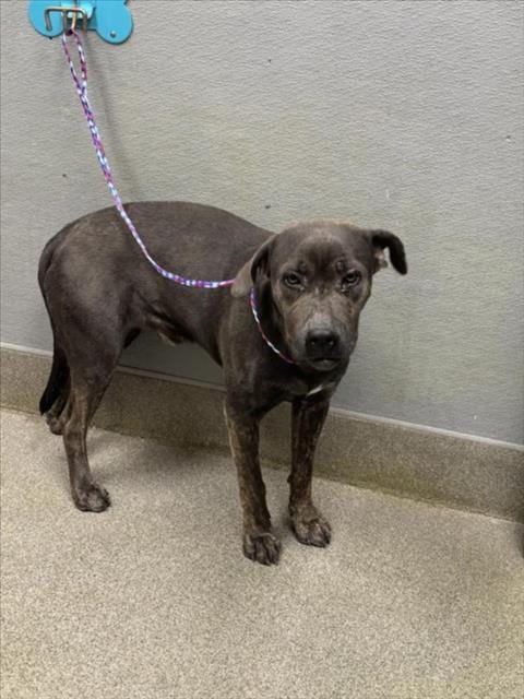 Photo of Yoyo, adoptable Mastiff in Las Vegas, Nevada