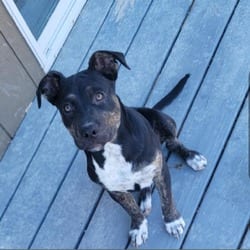 Photo of Ursula TW, adoptable American Pit Bull Terrier Catahoula Leopard Dog in Hartford, Connecticut