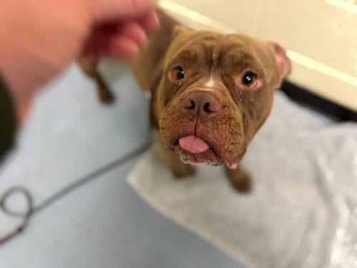 Photo of Baby Bowser, adoptable English Bulldog in Denver, Colorado