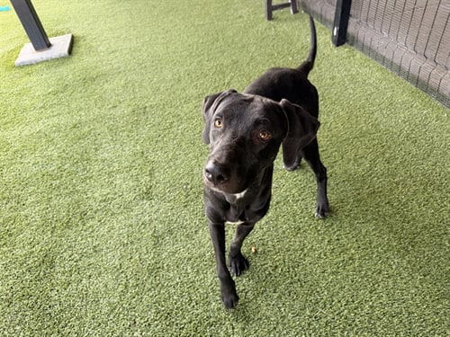 Photo of Big Kirk, adoptable Labrador Retriever in Garland, Texas