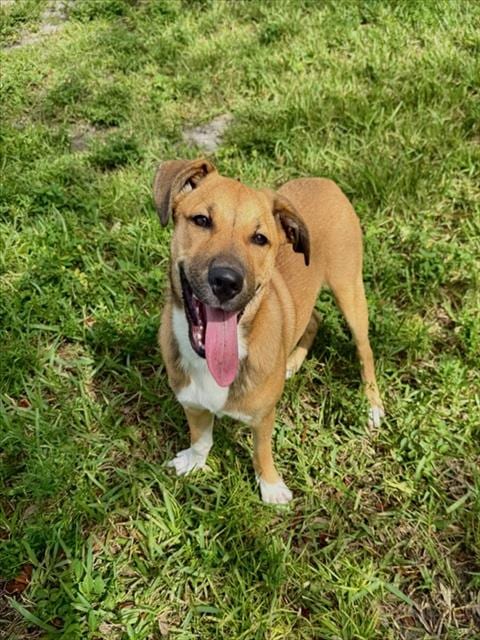 Photo of Nala, adoptable German Shepherd Dog in Fort Myers, Florida