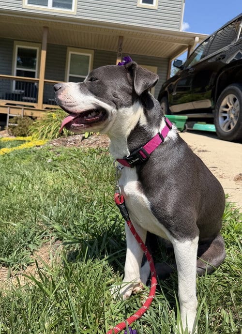 Photo of Junie, adoptable Pit Bull Terrier in Candler, North Carolina