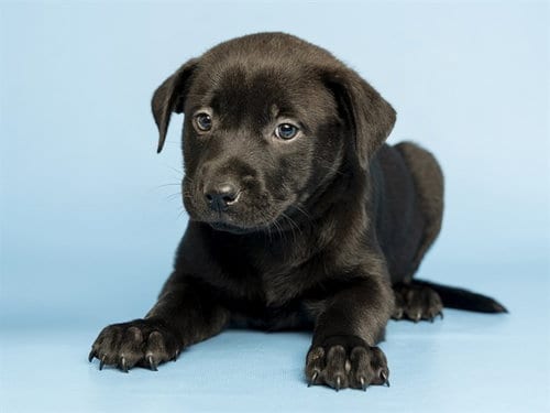 Photo of Jam, adoptable American Pit Bull Terrier in Phoenix, Arizona