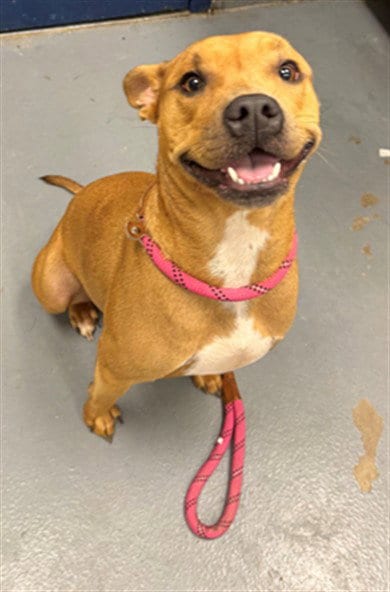 Photo of Maura, adoptable Pit Bull Terrier in Peoria, Illinois