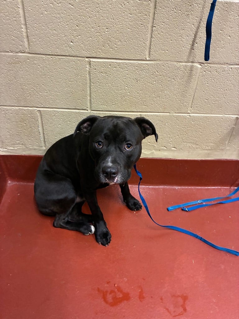 Photo of Perry, adoptable Pit Bull Terrier in Douglasville, Georgia