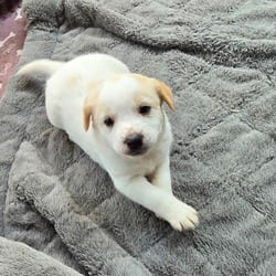 Photo of Myst, adoptable Husky Labrador Retriever in Frederick, Maryland